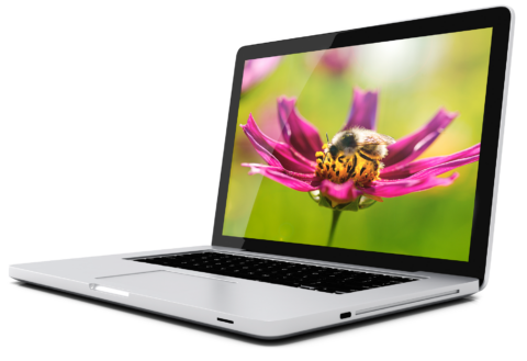 flower-computer-image-magenta